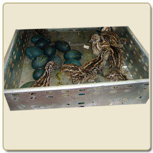 Incubators, hatcher Incubator